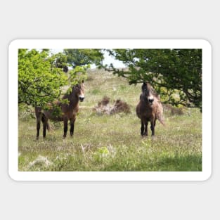 Exmoor Ponies Sticker
